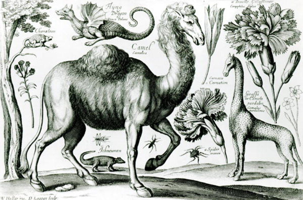 Detail of Study of Animals and Flowers by Wenceslaus Hollar