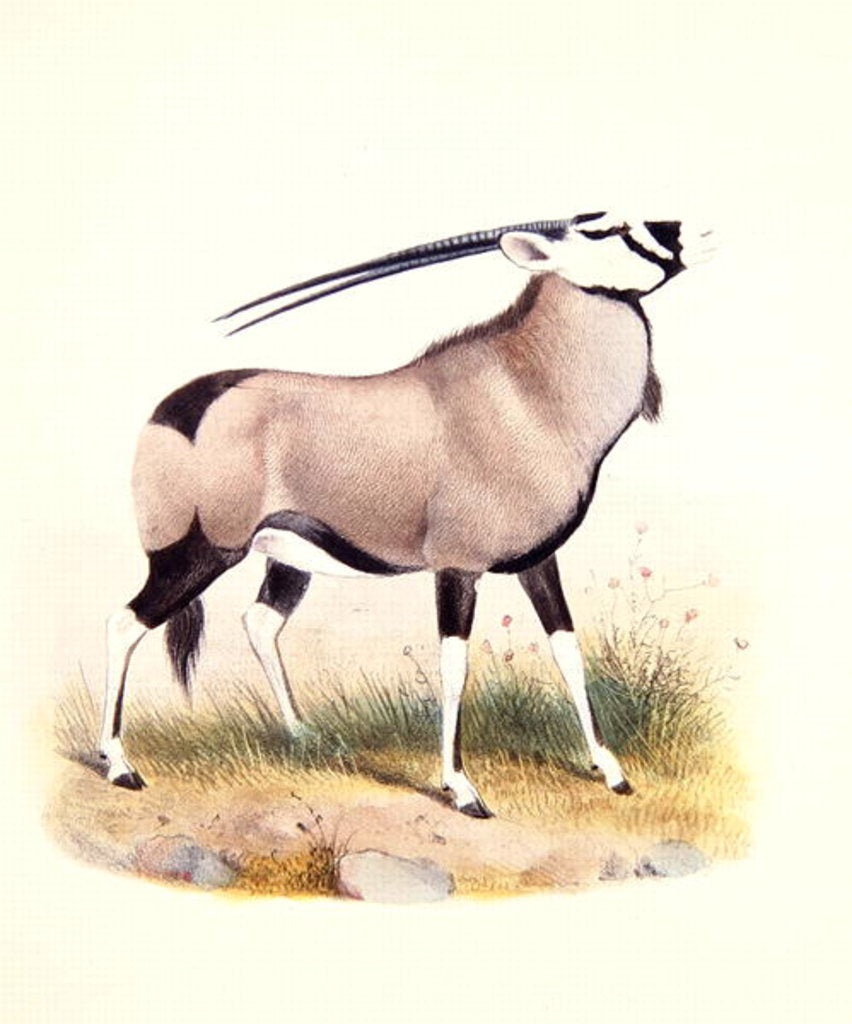 Detail of The Gemsbok by Joseph & Smit J. (fl.1870) Wolf