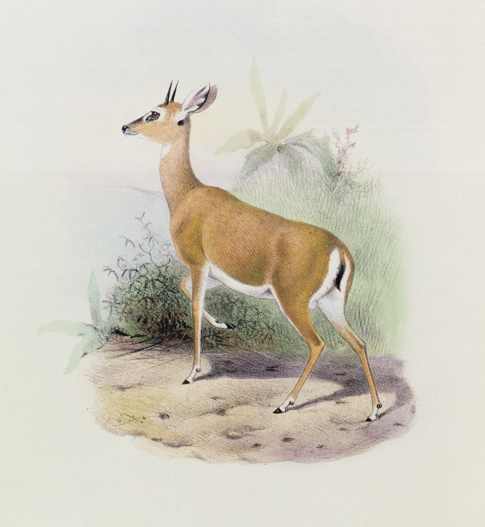 Detail of Antelope by Joseph & Smit J. (fl.1870) Wolf