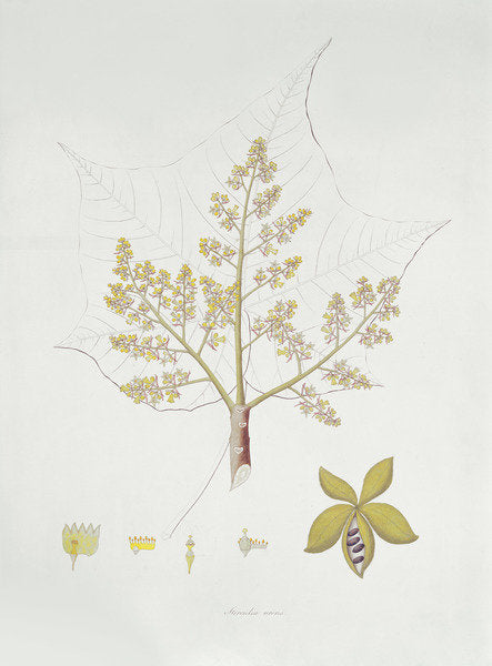 Detail of Sterculia Urens by School English