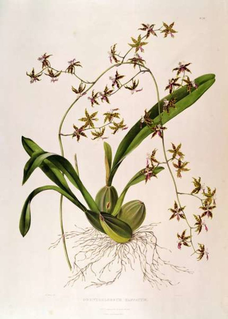 Detail of Odontoglossum Hastatum by School English