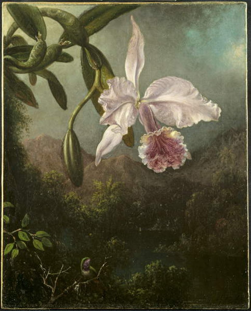 Detail of Orchid Blossoms, 1873 by Martin Johnson Heade