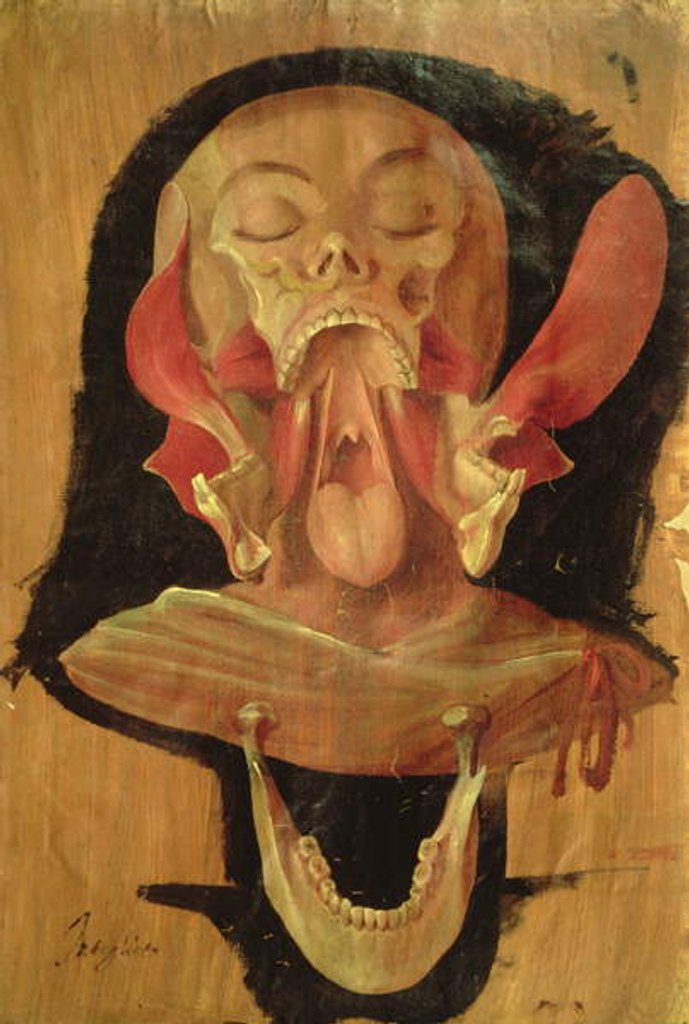 Detail of Anatomical drawing of the head by Hieronymus Fabricius ab Aquapendente