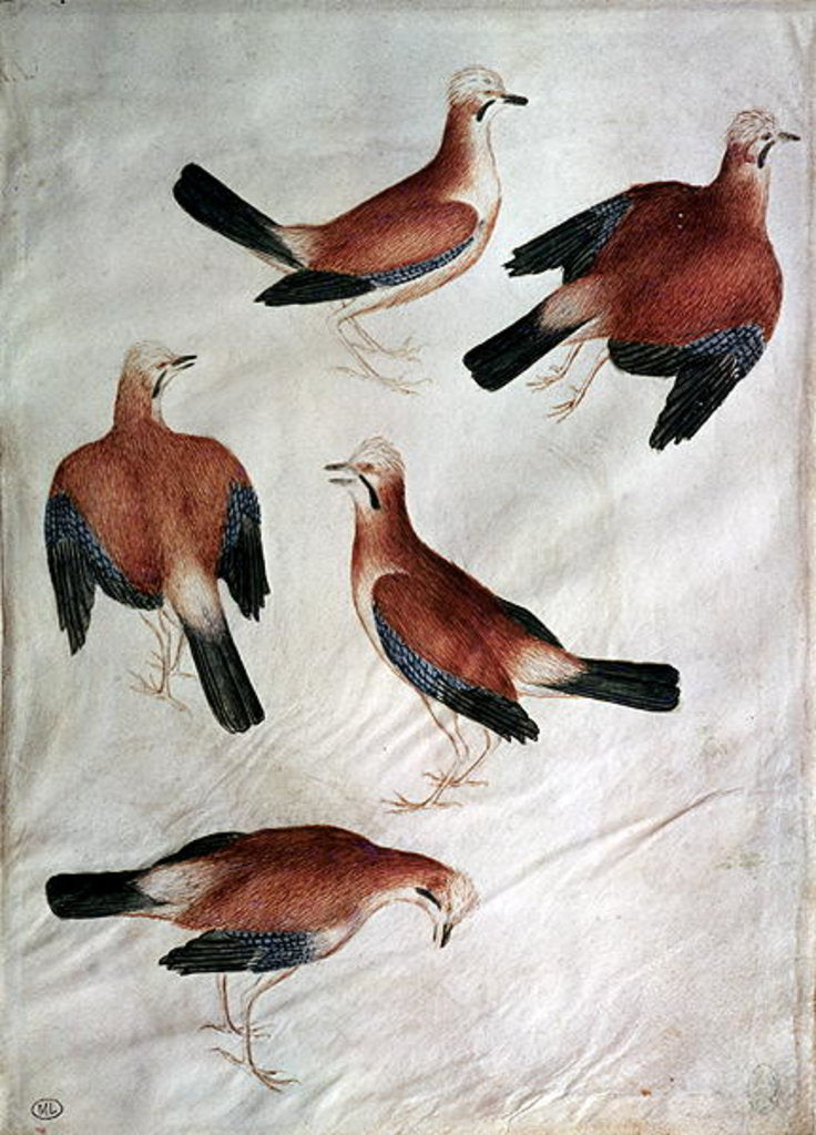 Detail of Five Jays by Antonio Pisanello