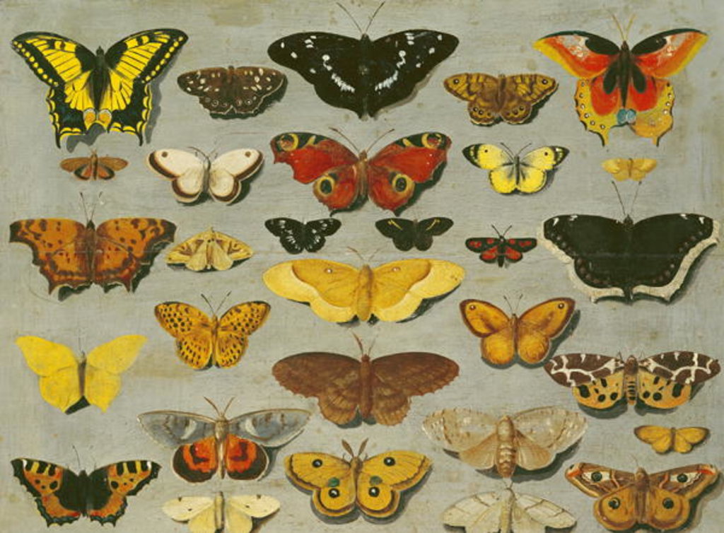 Detail of Butterflies by Flemish School
