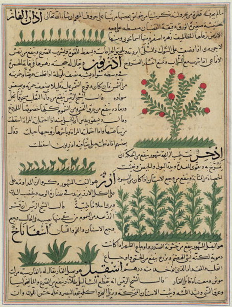 Detail of Ms E-7 fol. 142b Botanical plants by Islamic School