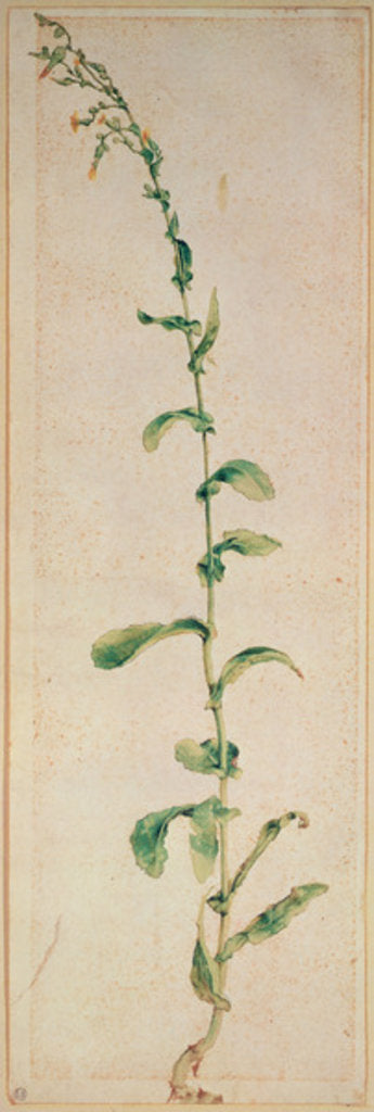 Detail of A Tobacco Plant by Albrecht Dürer or Duerer