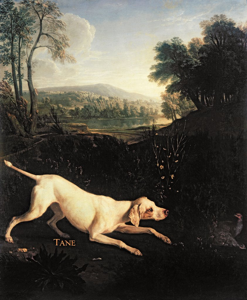 Detail of Louis XIV's Dog, Tane by Alexandre-Francois Desportes