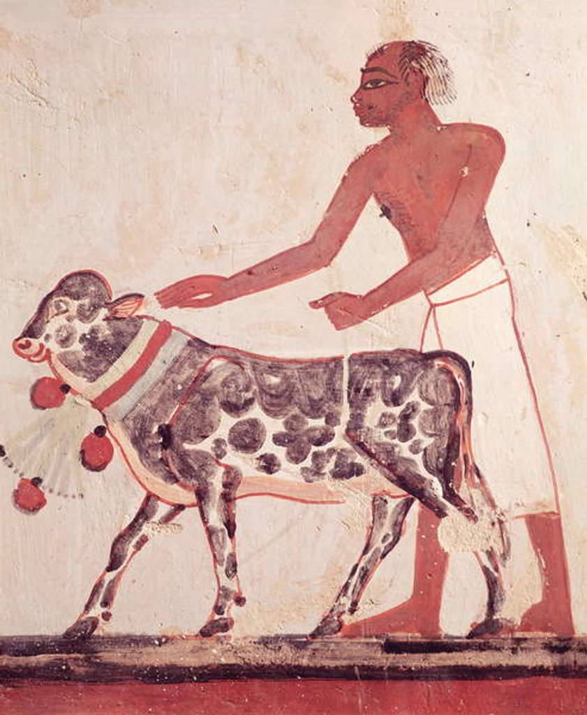 Detail of Peasant leading a cow to sacrifice by Egyptian 18th Dynasty