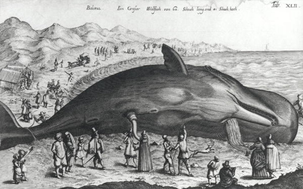 Detail of Dead whale by German School