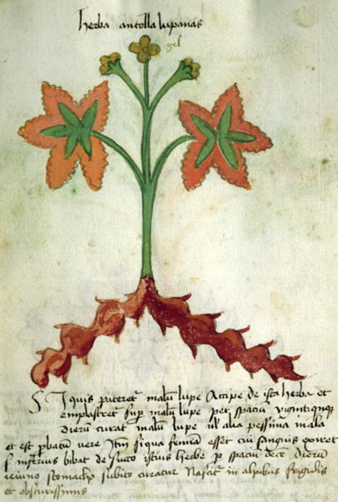 Detail of Ms 320 M Fol.13r Herba Antollas Lupanas by Italian School