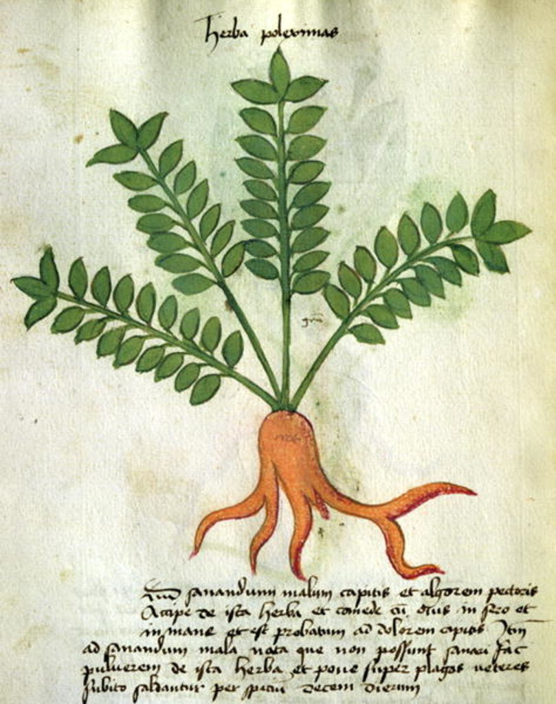 Detail of Ms 320 M Fol.31 Herba Poleximas by Italian School