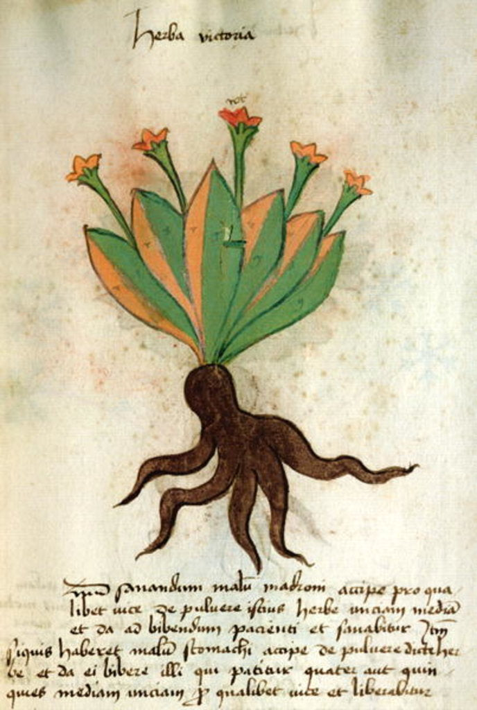 Detail of Ms 320 M Fol.34r Herba Victoria by Italian School