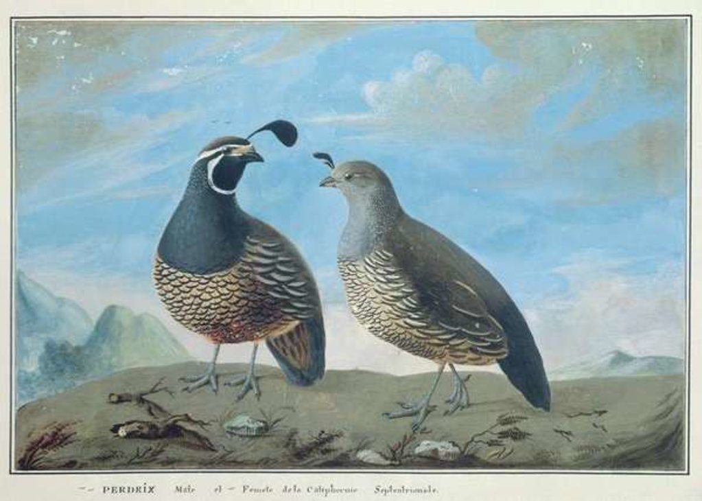 Detail of Male and Female Californian Partridge by J.R Prevost