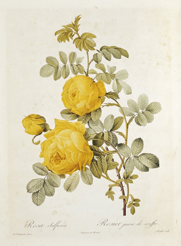 Detail of Rosa Sulfurea from 'Les Roses' by Claude Antoine Thory engraved by Eustache Hyacinthe Langlois 1817 by Pierre Joseph Redoute