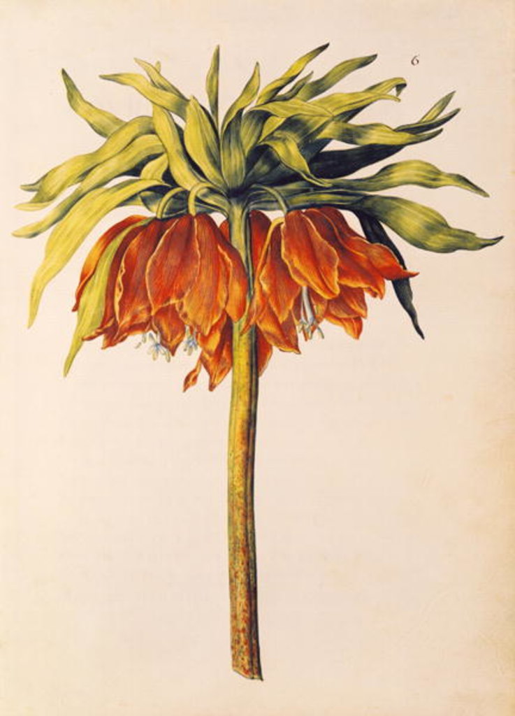 Detail of Crown Imperial Lily or Fritillary by Nicolas Robert