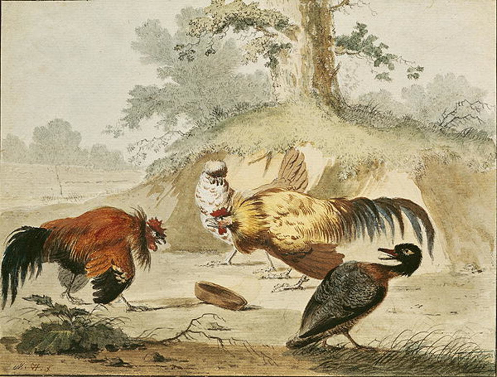 Detail of Cocks Fighting by Melchior de Hondecoeter