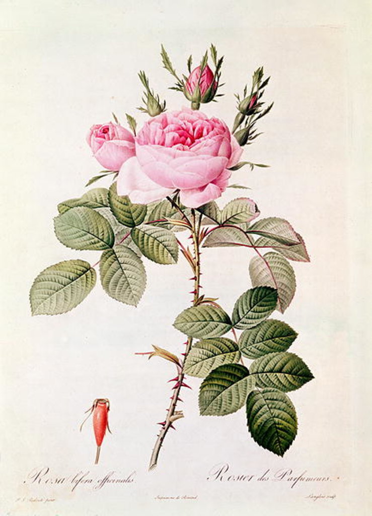 Detail of Rosa Bifera Officinalis by Pierre Joseph Redoute