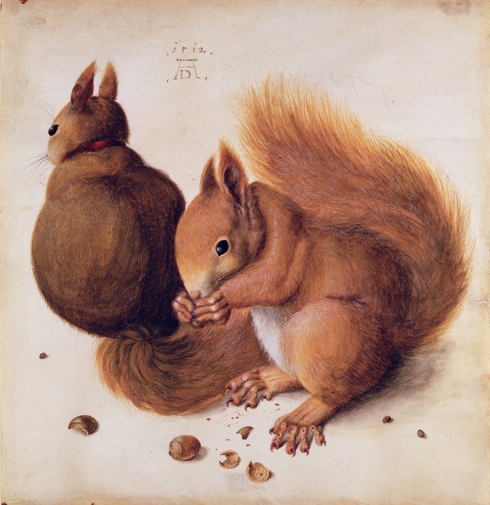 Detail of Squirrels, 1512 by Albrecht Dürer or Duerer