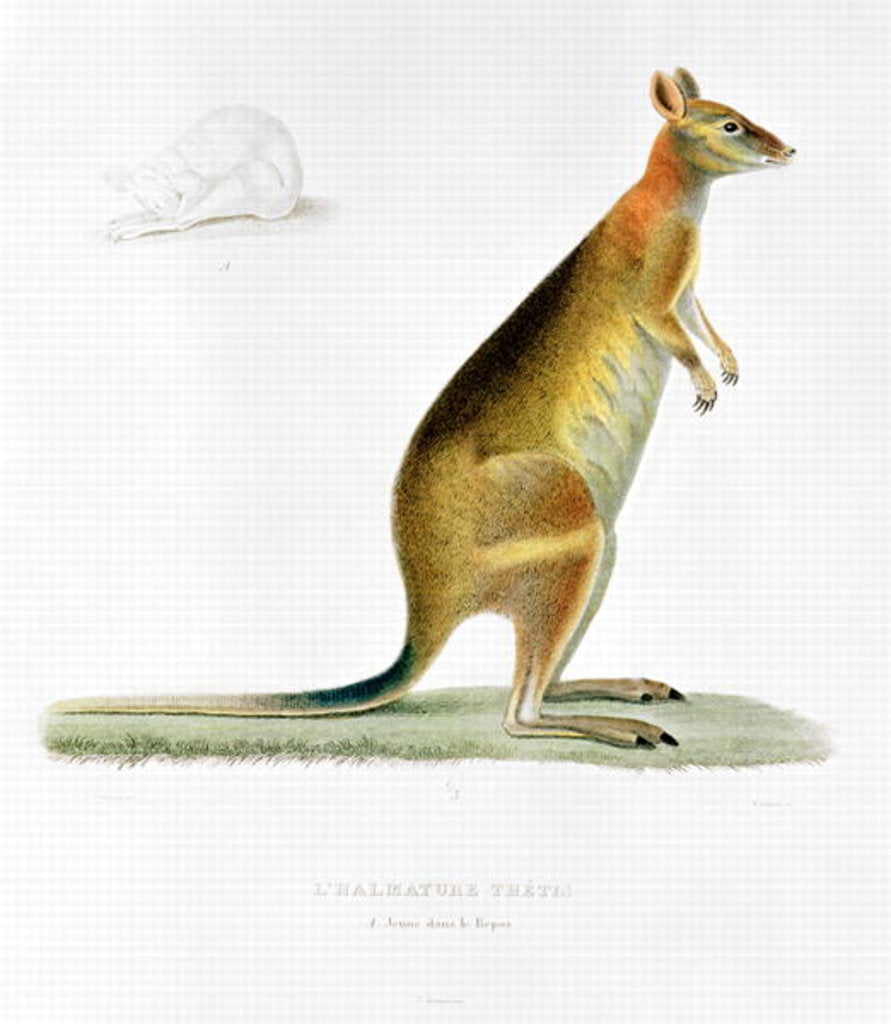 Detail of Kangaroo by Pancrace Bessa