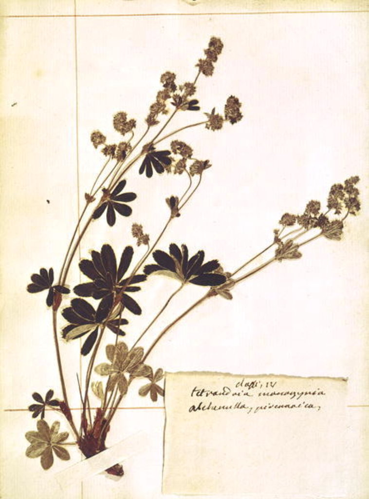 Detail of Alchemilla, from a Herbarium by Jean Jacques Rousseau