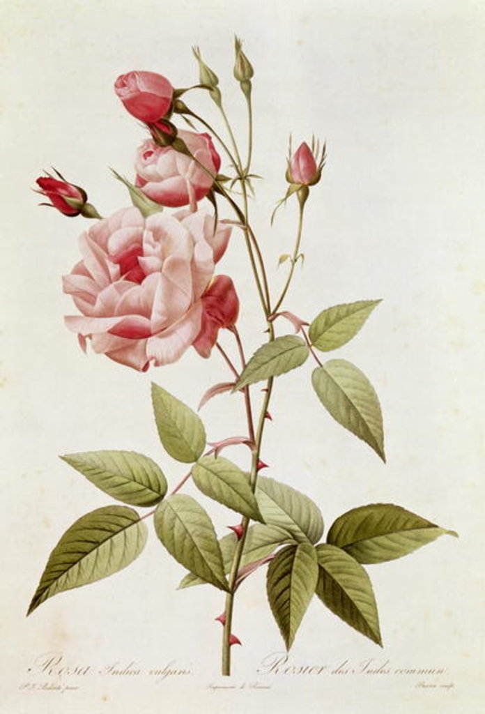 Detail of Rosa Indica Vulgaris by Pierre Joseph (after) Redoute