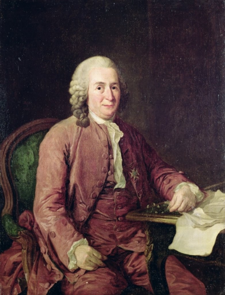 Detail of Portrait of Carl von Linnaeus, 18th century by Alexander Roslin