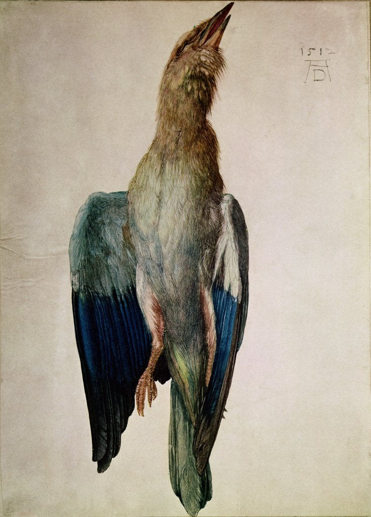 Detail of Blue Crow, 1512 by Albrecht Dürer or Duerer