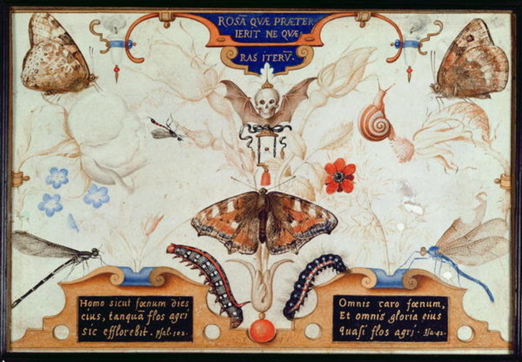 Detail of Diptych with flowers and insects, 1591 by Joris Hoefnagel