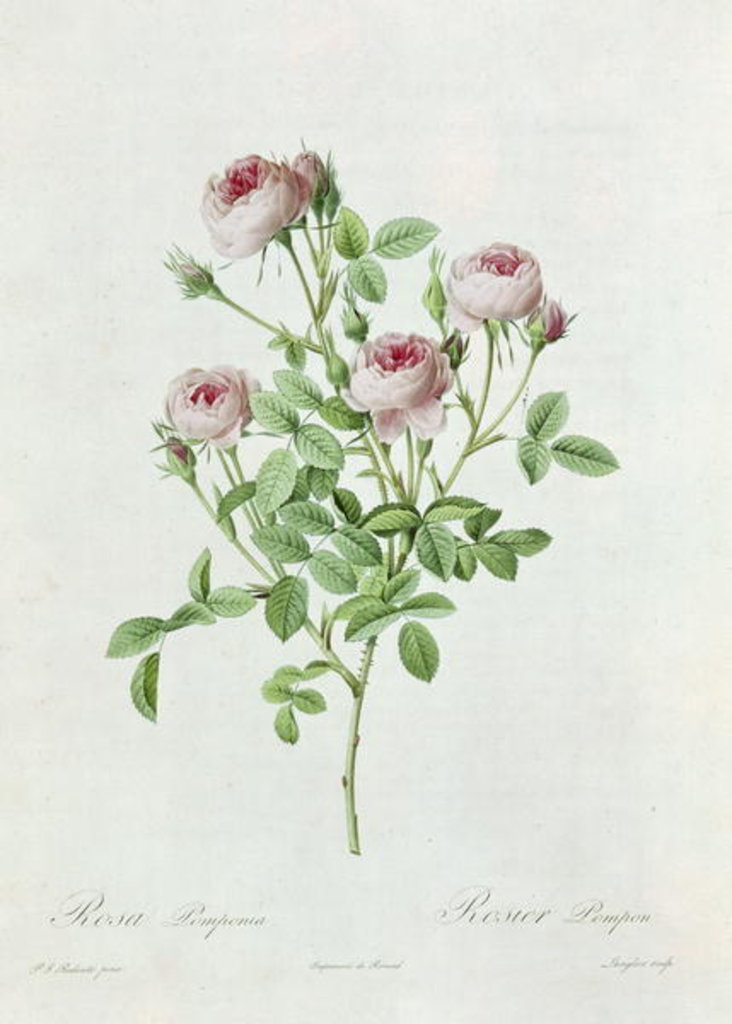 Detail of Rosa Pomponia by Henri Joseph Redoute