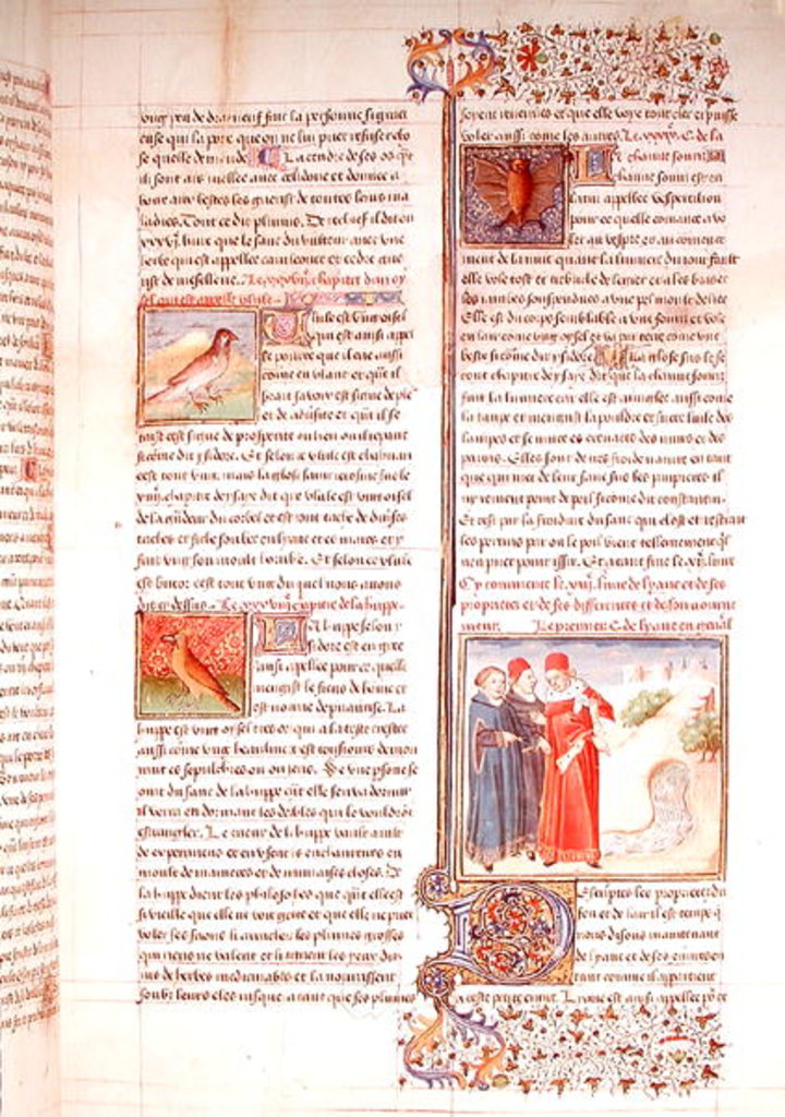 Detail of Ms 399 fol.149 The Properties of the Tortoise, the Hoopoe and the Bat by French School