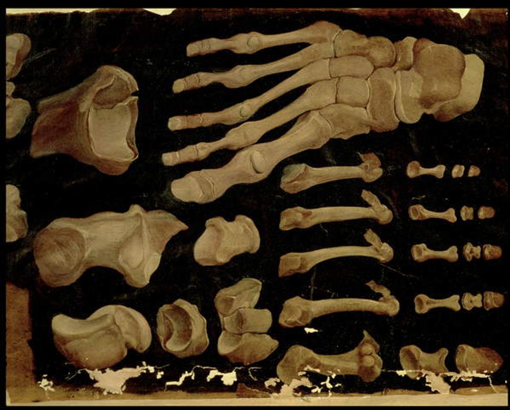 Detail of Anatomical drawing of the bones of the foot by Hieronymus Fabricius ab Aquapendente