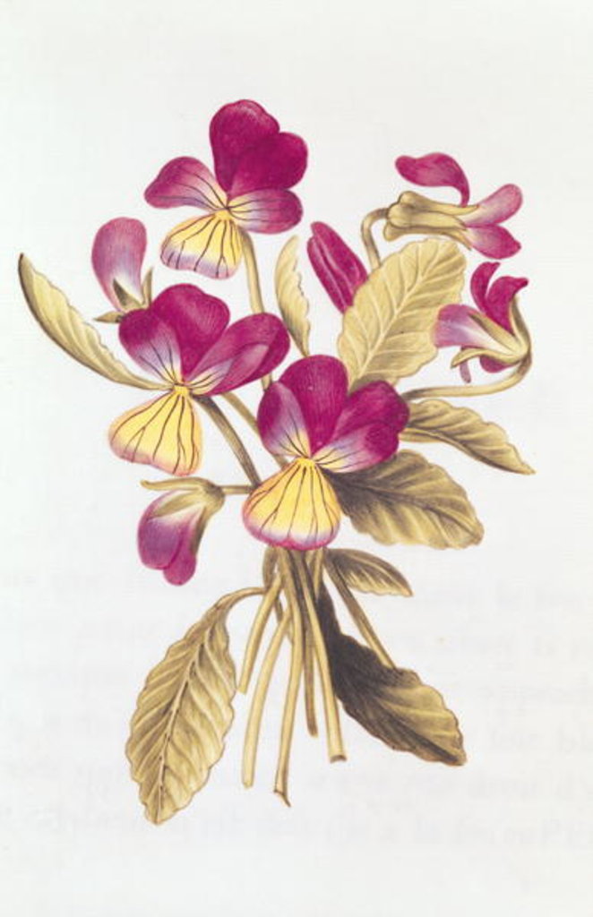 Detail of Pansy by Nicolas Robert