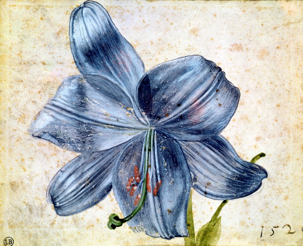 Detail of Study of a lily, 1526 by Albrecht Dürer or Duerer