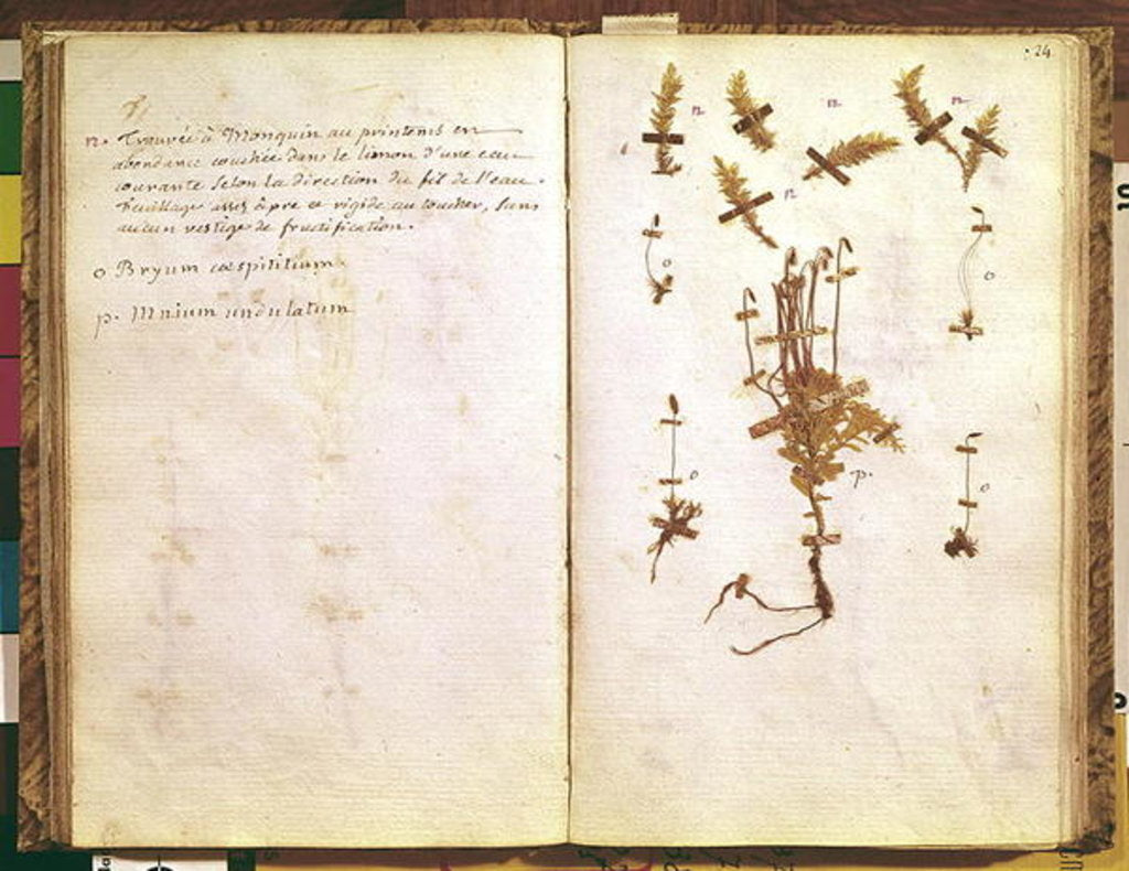 Detail of Page 24 from a Herbarium by Jean Jacques Rousseau