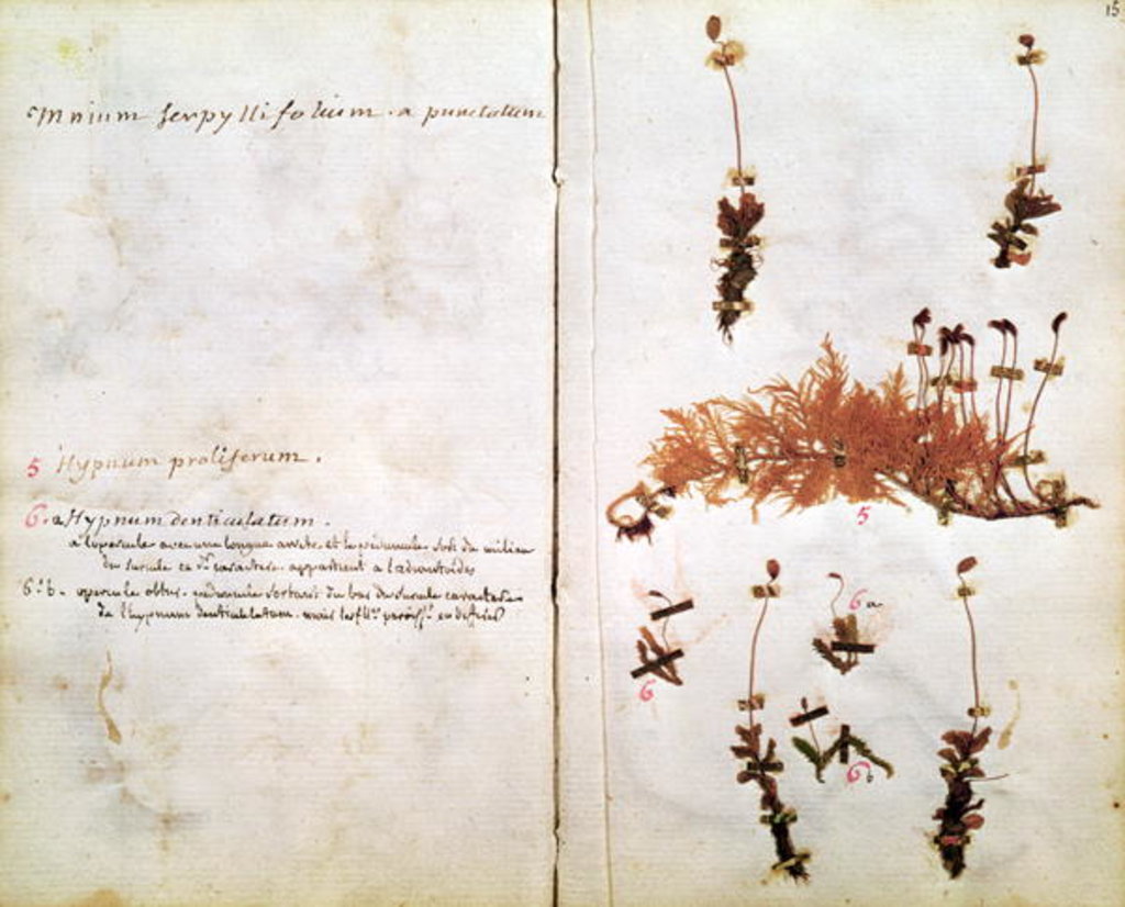 Detail of Page 15 from a Herbarium, 18th century by Jean Jacques Rousseau