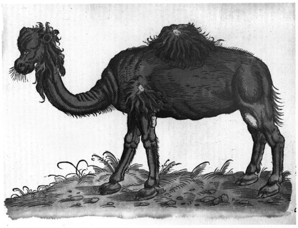 Detail of Dromedary by French School