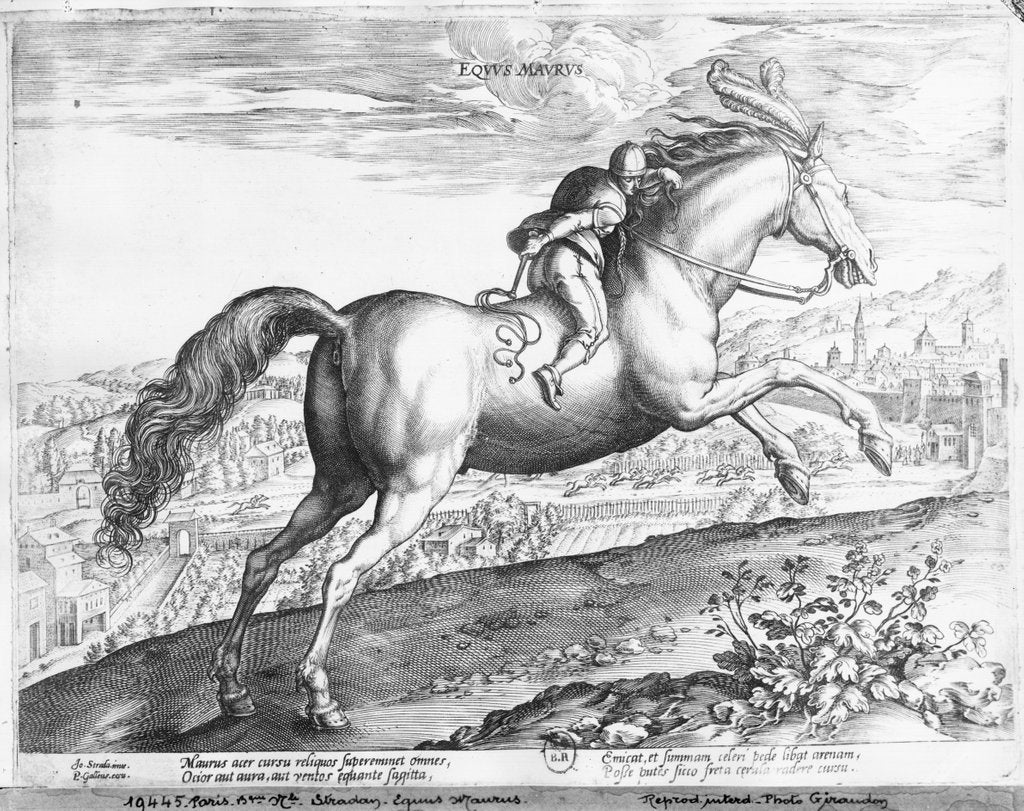 Detail of Equus Maurus by Jan van der Straet
