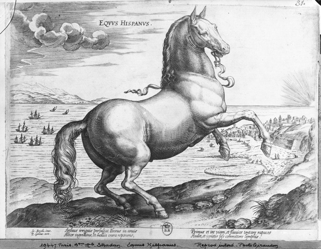 Detail of Equus Hispanus by Jan van der (1523-1605) (after) Straet