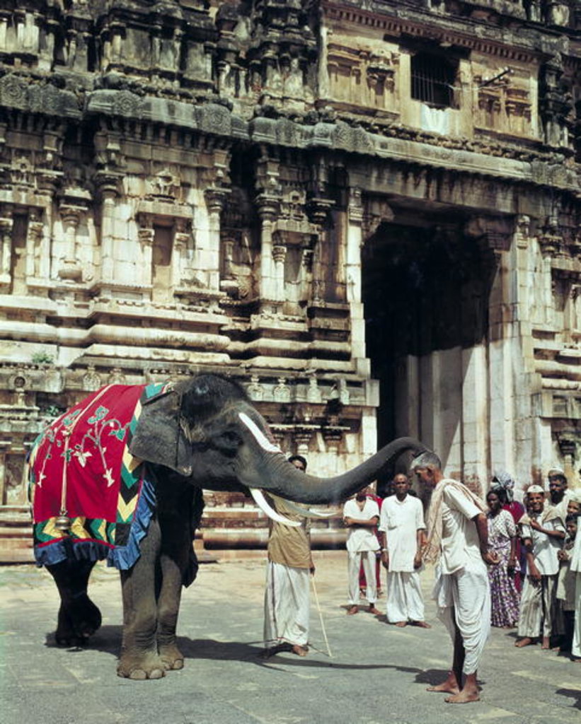 Detail of A man being blessed by an elephant at Varadarajaswamy Temple by Anonymous