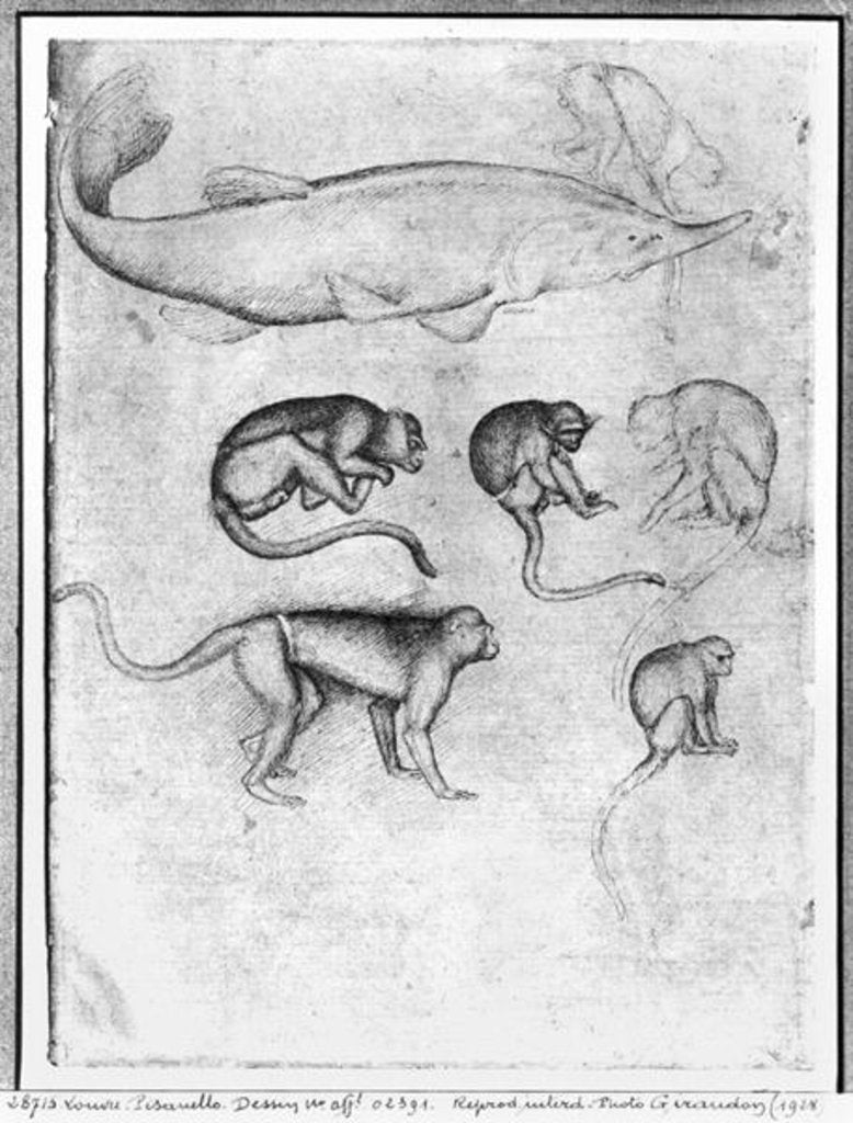 Detail of Six Monkeys and a Sturgeon by Antonio Pisanello