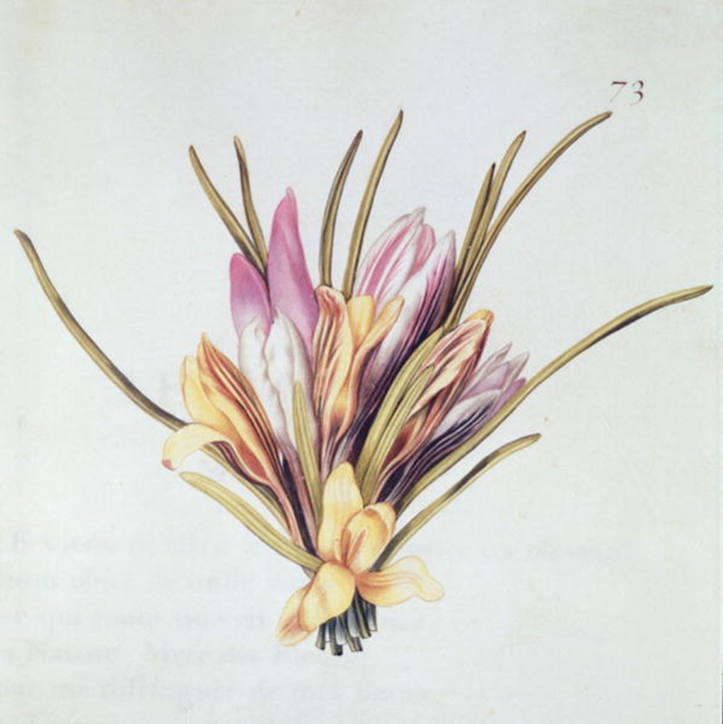 Detail of Saffron or Crocus by Nicolas Robert