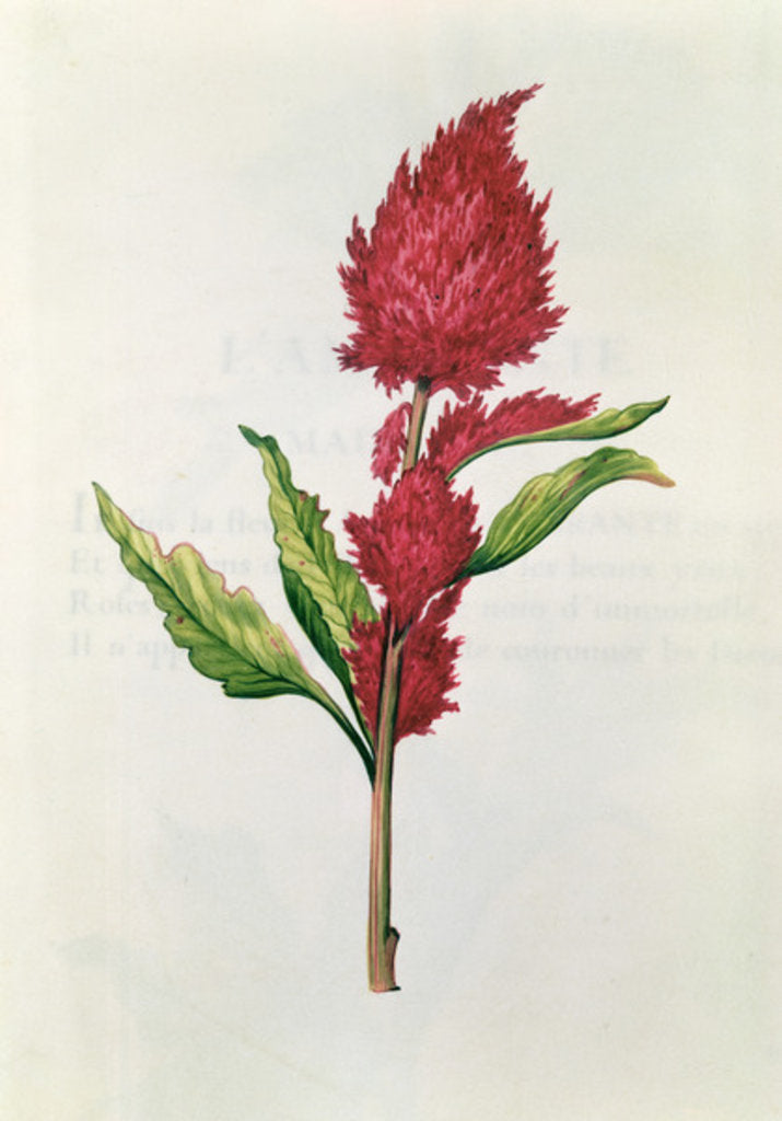 Detail of Amaranthus by Nicolas Robert