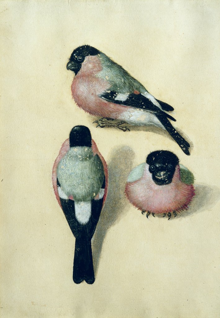 Detail of Three studies of a bullfinch by Albrecht Dürer or Duerer