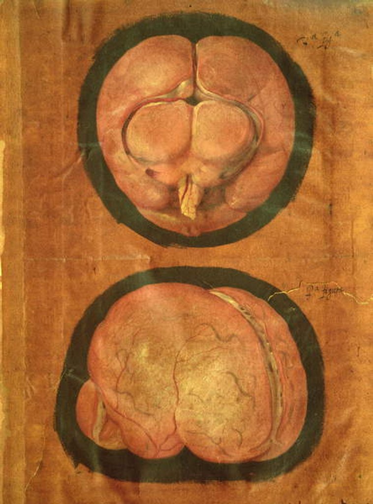 Detail of Anatomical drawing of the human brain by Hieronymus Fabricius ab Aquapendente