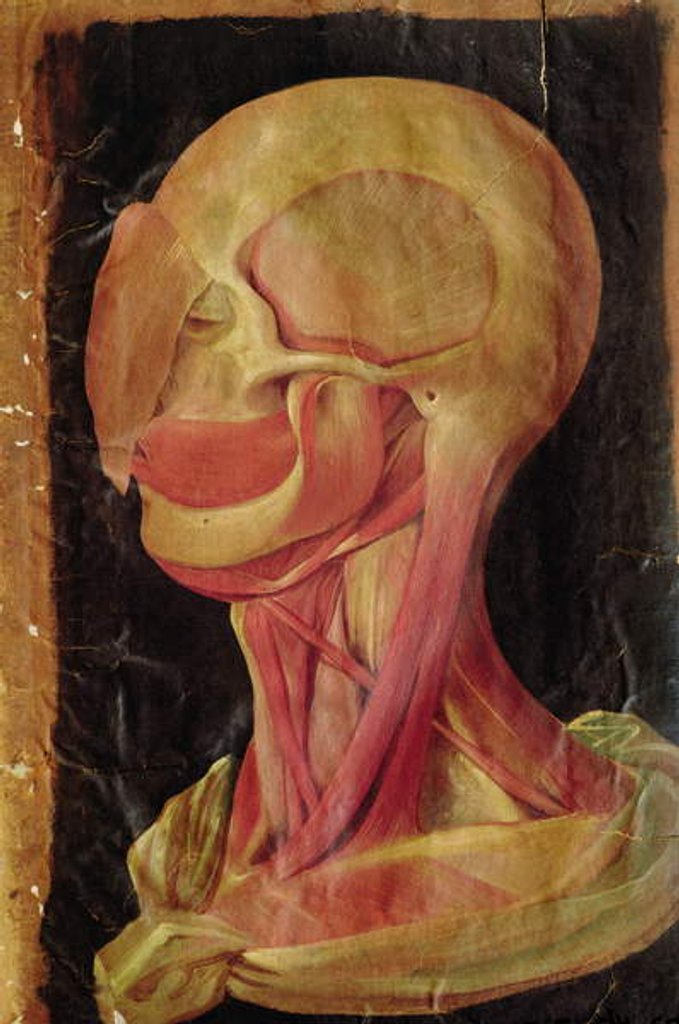 Detail of Anatomical drawing of the human head by Hieronymus Fabricius ab Aquapendente