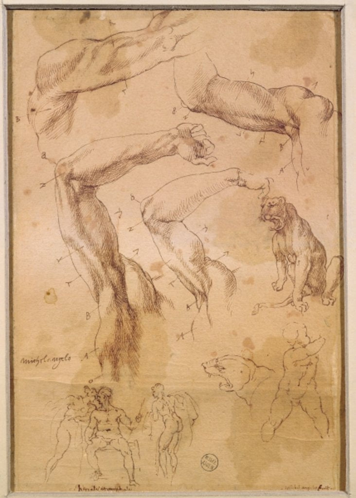 Detail of Ms H 184 fol.202 Studies of raised arms, a wild cat and a group of figures by Michelangelo Buonarroti