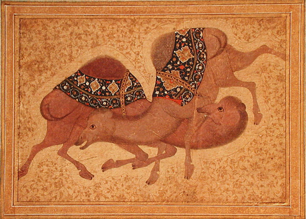 Detail of Two Camels Fighting, 1620 by Indian School