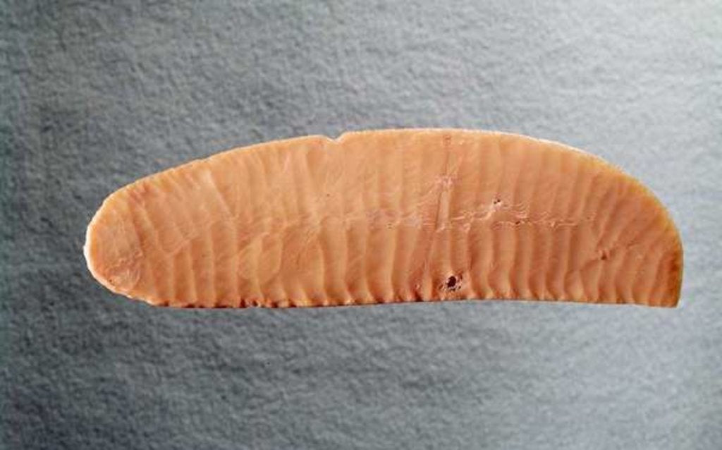 Detail of Knife blade, c.3000 BC by Predynastic Period Egyptian