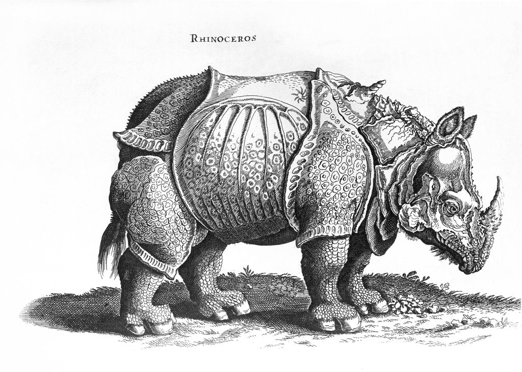 Detail of Rhinoceros, 1515 by Albrecht (after) Durer or Duerer